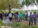 کاهش خسارت سن گندم با راهکارهای علمی؛ گامی نو در تولید گندم سالم در شهرستان البرز