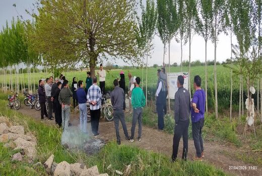 کاهش خسارت سن گندم با راهکارهای علمی؛ گامی نو در تولید گندم سالم در شهرستان البرز