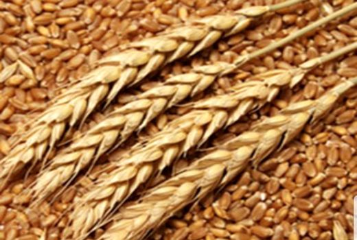 تولید 15 درصد کل بذر کشور در استان خوزستان