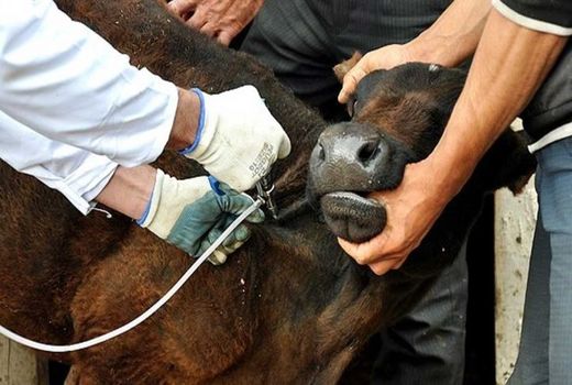 بیماری تب برفکی در کشور کاهش چشمگیری داشته است