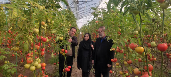 تأمین سوخت اضطراری برای گلخانه‌های مرند با هدف حفظ تداوم تولید در شرایط بحرانی
