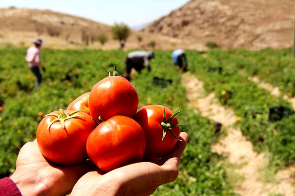 تولید 84 هزار تن گوجه فرنگی در ارسنجان