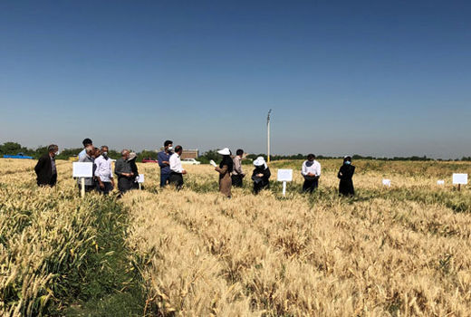 برگزاری روز مزرعه ارقام مشارکتی گندم آبی (PVS) در شهرستان بناب