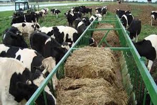 افزایش قیمت علوفه باعث زیان دامداران شهرستان کیار شده است