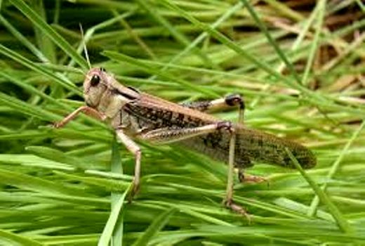 برگزاری جلسه با کانون بسیج مهندسین کشاورزی در مدیریت جهاد کشاورزی ارزوئیه 