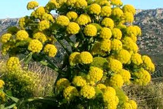 برنامه‌ریزی کشت گیاهان دارویی در 1500 هکتار زمین 