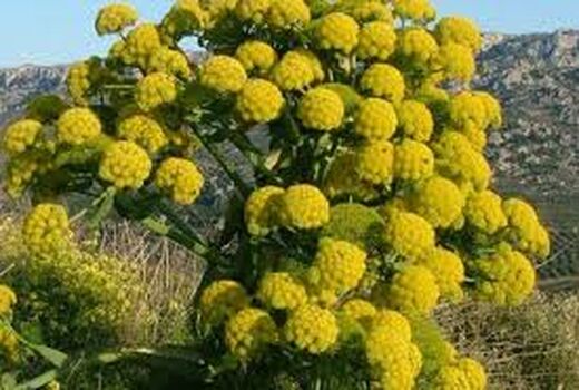 برنامه‌ریزی کشت گیاهان دارویی در 1500 هکتار زمین 