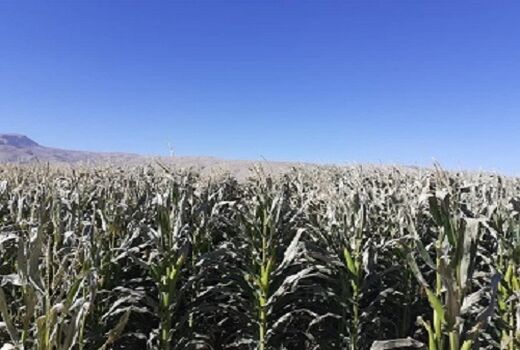 سرمای پائیزه به مزارع ذرت مرودشت خسارت زد