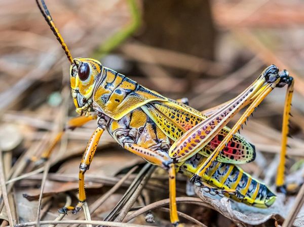 پایش ادامه دار و آمادگی یک ماهه برای مقابله مجدد با ملخ های صحرایی