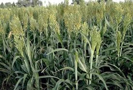 اجرای طرح توسعه و بهبود کشاورزی حفاظتی و کشت نشائی در آبادان 