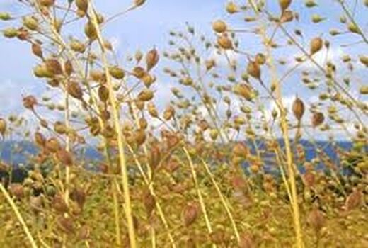 کاملینا در مرودشت کشت شد