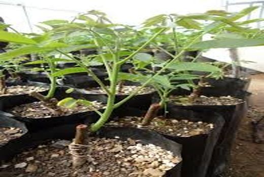 پای ارقام جدید و تجاری گردو به کوار باز شد 