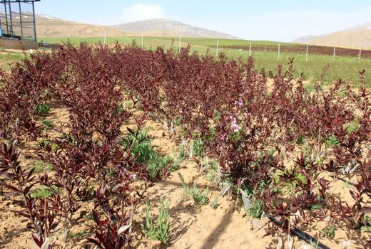 ۴۴۰۰ میلیارد ریال به کشاورزی چهارمحال و بختیاری اختصاص یافت