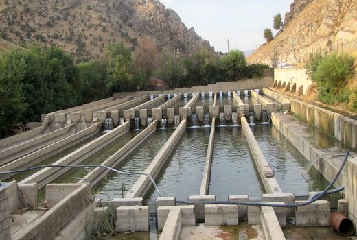 فعالیت بیش از ۲ هزار نفر در صنعت شیلات استان ایلام