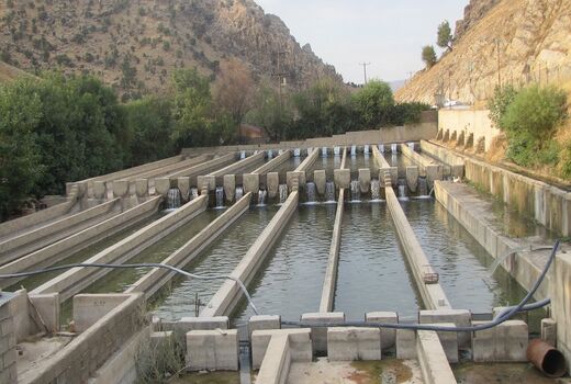 فعالیت بیش از ۲ هزار نفر در صنعت شیلات استان ایلام