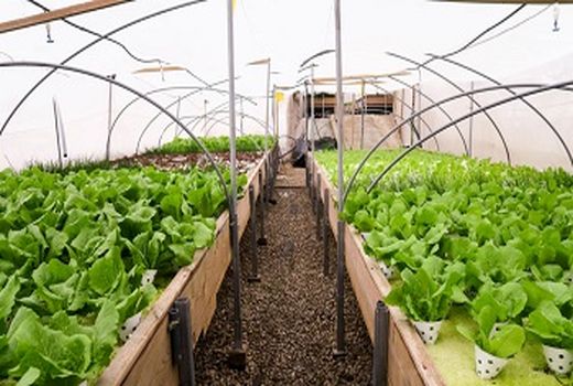 رشد 100 درصدی توسعه گلخانه ها در کشور