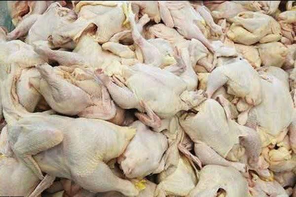 افزایش 37 درصدی تولید گوشت مرغ در استان چهارمحال و بختیاری 