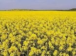 ۱۲ هزار تن کلزا در دهلران برداشت خواهد شد