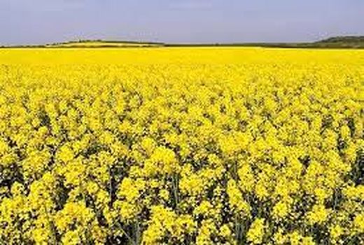 ۱۲ هزار تن کلزا در دهلران برداشت خواهد شد
