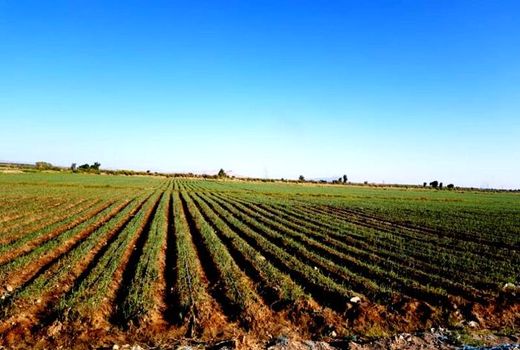 افزایش قیمت؛ مصرف کود فسفاته و پتاسه را در مزارع خراسان شمالی کاهش داد