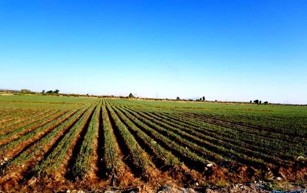 افزایش قیمت؛ مصرف کود فسفاته و پتاسه را در مزارع خراسان شمالی کاهش داد