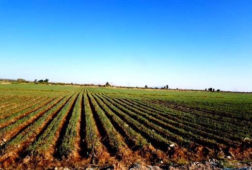افزایش قیمت؛ مصرف کود فسفاته و پتاسه را در مزارع خراسان شمالی کاهش داد