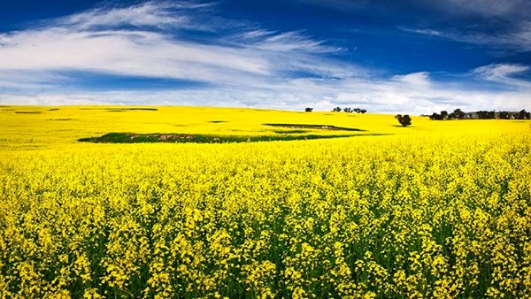 بهترین زمان کشت کلزا در کرمانشاه از اواسط شهریورماه 