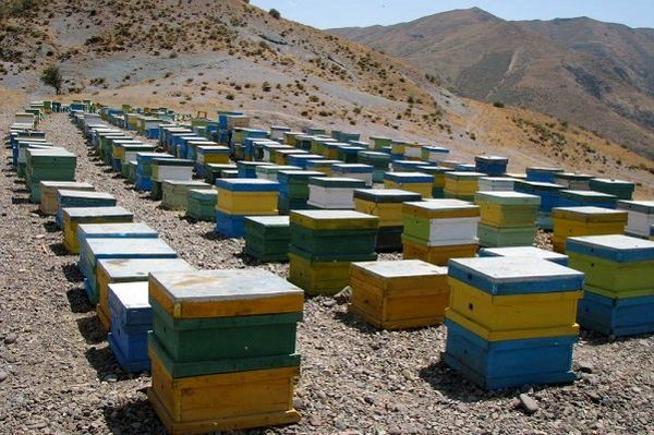برداشت عسل بهاره  از 23 هزار کلنی زنبور عسل شهرستان شهربابک