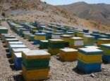 برداشت عسل بهاره  از 23 هزار کلنی زنبور عسل شهرستان شهربابک