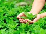 پرورش نعناع در آپارتمان چه خواصی دارد؟