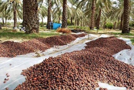 تعیین قیمت خرید توافقی خرمای استعمران