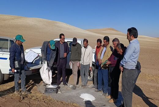 حرکت علمی کشاورزی دیم با اجرای پایگاه‌های نوآورانه در هشترود