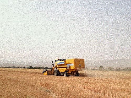 کاهش سطح مزارع قابل برداشت گندم در خنج