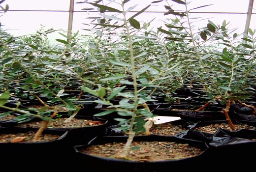 350 هزار اصله نهال به صورت رایگان در استان توزیع خواهد شد