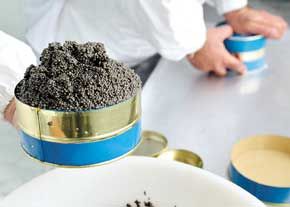 194 کیلوگرم خاویار در فارس تولید شد