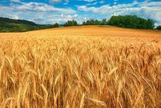 آغاز خرید گندم از دهم تیر ماه در سیلوی آشخانه 