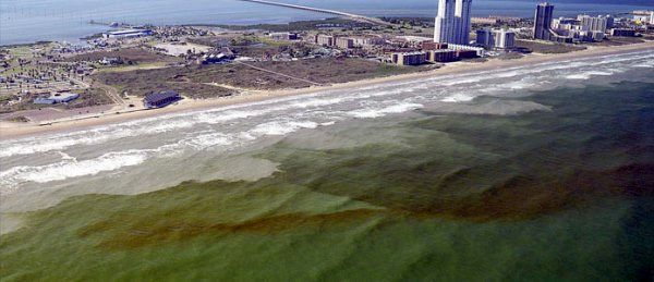 شکوفایی جلبکی هرمزگان به مرحله کشند قرمز نرسید