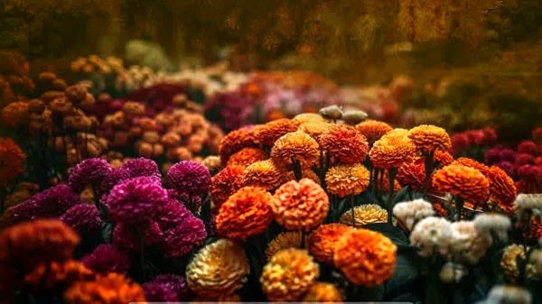 جشن رنگ و زندگی در پاییز تهران