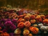 جشن رنگ و زندگی در پاییز تهران