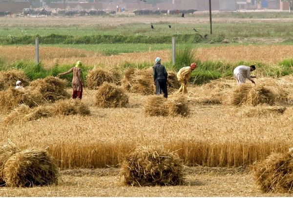 رویههای ناکافی و آینده مبهم در کشت فراسرزمینی