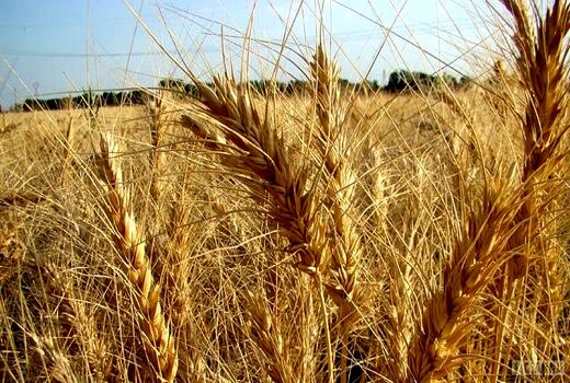 پیش‌بینی خرید ۲۵۰ هزار تن گندم با نرخ تضمینی توسط شبکه تعاونی‌های استان همدان
