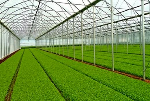 استفاده از فناوری‌های نوین در اجرای طرح گلخانه در شهرستان ورامین