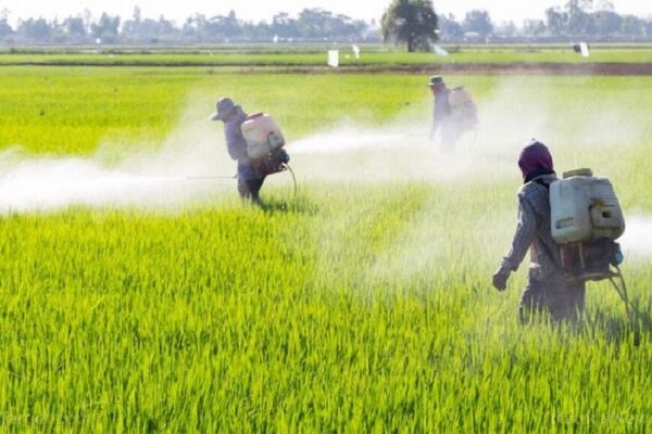 ۲۳۴ هزار هکتار از مزارع بیجار سمپاشی شد