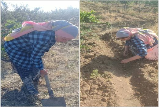 زنان روستایی قزوین کشت زعفران را آغاز کردند