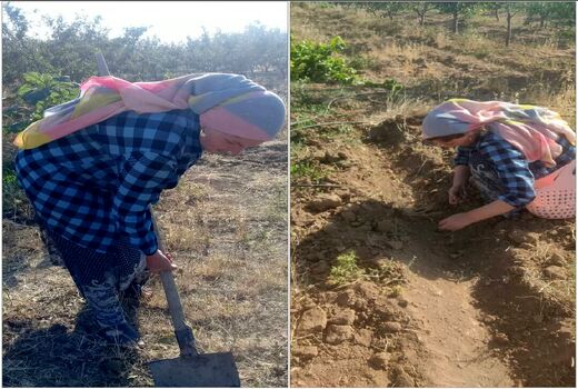 زنان روستایی قزوین کشت زعفران را آغاز کردند