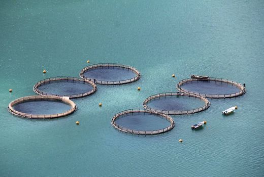 صدرنشینی چهارمحال و بختیاری در تولید ماهیان سردابی