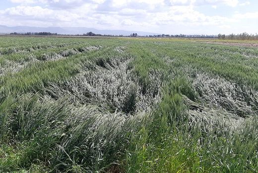 برآورد خسارت ۶ میلیارد ریالی در مزارع زرین دشت 