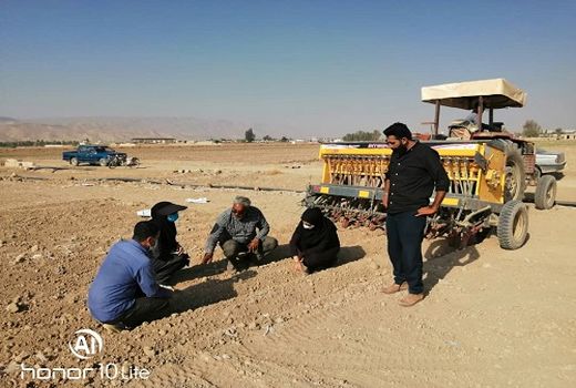 کاشت کلزا در فسا تا اواخر آبان ماه 