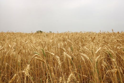 تشکیل  باشگاه گندم یاران در خوزستان  برای افزایش خوداتکایی و کشاورزی پایدار