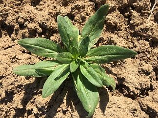 در بیضا کاملینا جایگزین کلزا شد